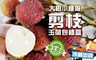 大樹小陳哥 7.2折! - 剪枝玉荷包低溫禮盒