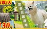 富田花園農場 4.8折! - 單人單次入園專案