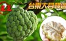17LIFE 8.6折! - 台東大目釋迦6-9顆