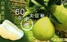 台南麻豆特選60年正老欉文旦(7 6.2折! - 特選60年正老欉文旦