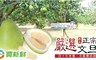買新鮮 4.9折! - 40年老欉A級文旦