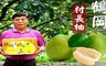 17LIFE 6.3折! - 40年頂級老欉村長柚文旦一箱