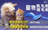 17LIFE 4.6折! - 寵物梳毛刷