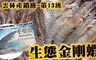 極鮮配 6.0折! - 生態金剛蝦