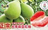 普明園 6.6折! - 台南麻豆40年老欉紅柚
