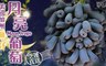 愛上新鮮 9.1折! - 美國加州無籽月亮葡萄