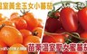17LIFE 9.8折! - 溫室黃金玉女小蕃茄/聖女蜜蕃茄