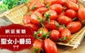 17LIFE 8.3折! - 網室蜜糖聖女小番茄
