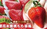 17LIFE 7.1折! - 日本德島櫻花水蜜桃もも草莓禮盒(