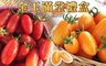 17LIFE 8.2折! - 金玉滿堂小番茄禮盒