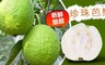 17LIFE 8.0折! - 脆甜珍珠芭樂禮盒