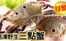 17LIFE 8.4折! - 特鮮活凍野生三點蟹