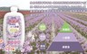 衣麗亮白 6.7折! - 英國梨小蒼蘭 地板清潔濃縮露