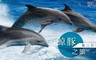 宜蘭賞鯨龜山島售票處 6.2折! - 鯨彩萬分單人賞鯨專案