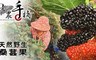老農手摘 6.6折! - 天然野生桑葚果