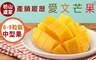 枋山盧家 6.4折! - 外銷日本產銷履歷牛奶愛文芒果