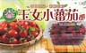 太保農會 9.1折! - 太保農會-玉女蕃茄 600g/盒