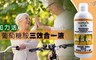 Healthylife 加力活 3.2折! - 葡萄糖胺三效合一液