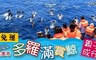 多羅滿 8.3折! - 賞鯨親子券
