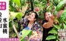 拉拉山哈嘎灣部落 8.3折! - 五月水蜜桃/媽媽桃