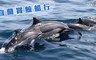 宜蘭賞鯨船行 8.2折! - 單人賞鯨x登島行程