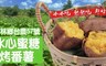 極鮮配 4.0折! - 台農57號冰心蜜糖烤番薯