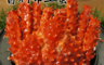 生活市集 4.4折! - 急凍智利帝王蟹0.8-1kg4隻(800-1000g/隻)