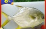 生活市集 6.6折! - 澎湖超大野生黃金鯧800g