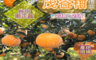 生活市集 7.9折! - 台中明正里茂谷柑台中明正里嚴選茂谷柑禮盒(25A)(5 斤)