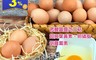 禾鴻 4.2折! - 富立牧場靈芝機能三色蛋30顆(16 盒)