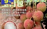 生活市集 3.7折! - 產地直送大樹爆汁28~33mm玉荷包荔枝禮盒