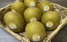 生活市集 5.8折! - 紐西蘭 Zespri 金圓頭奇異果原封箱 3.3kg±10%