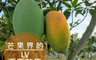 歐吉商 5.6折! - 頂級有機夏雪芒果4台斤(6顆/盒) 屏東芒果/潮州芒果/有機檢驗合格
