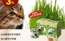 生活市集 6.3折! - 樂活栽培罐Ⅱ- 貓薄荷 - 當季新鮮種子/簡易栽培/品質升級