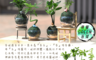 迎光 6.0折! - 萌寵動物綠苔球 (羅漢松、竹柏、合果芋、發財樹 四款可選)