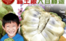 生活市集 7.2折! - 台東大目釋迦 霸王級 巨無霸 頂級 三種等級 季節限定 (10斤/箱)