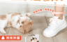 生活市集 5.0折! - 綁帶式逗貓棒項圈 寵物用品/寵物玩具/貓用玩具/逗貓棒/羽毛棒