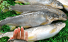 生活市集 6.2折! - 宜蘭帶卵母香魚11-17尾(920g/盒) 爆卵香魚/巨無霸尺寸