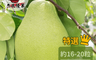 杰氏優菓 7.2折! - 鶴岡50年老欉文旦10斤(約16-20粒) 中秋禮盒/水果禮盒/柚子