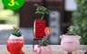 迎光 7.3折! - 粉紅豬陶瓷植栽 植物+陶瓷花器 適合室內 增添好運 吉祥如意