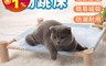 生活市集 5.5折! - 舒適爆表原木寵物床 寵物用品/貓床、狗床/架高式設計/原木清香