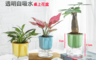 fioJa 費歐家 4.8折! - 馬卡龍系列懶人盆栽 觀賞植物 室內植物 自動吸水 創意花盆