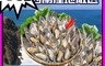 鮮綠生活 6.1折! - 紐西蘭淡菜(700g±10% 約32-34顆/盒)