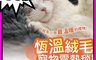 生活市集 6.8折! - USB充電寵物電熱毯(40cm) 寵物電暖毯/USB電熱毯/寵物用品/貓窩、狗窩