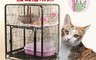 生活市集 8.0折! - 旗艦加大款二層貓籠 圓角設計 天窗可開 鐵條加密 安全加倍 加寬爬架