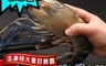 生活市集 5.4折! - 斯里蘭卡野生淡水長臂蝦 (450g/隻)