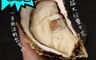 生活市集 4.6折! - 超大顆美國3XL全殼生蠔 (380g±10%/顆)