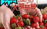 愛上鮮果 6.7折! - 鮮採大湖草莓300g/盒 時令水果/鮮採草莓/產地直送/香水草莓