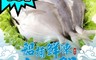 生活市集 4.7折! - 當季野生鮮凍小白鯧(250g±10%/包/2尾)
