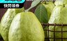 果農直配 7.5折! - 特大顆芭樂5斤(6-9顆)/10斤(12-18顆) 水果